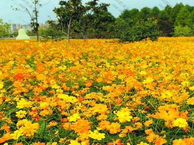 格?；ㄒ荒晁募径奸_(kāi)花嗎