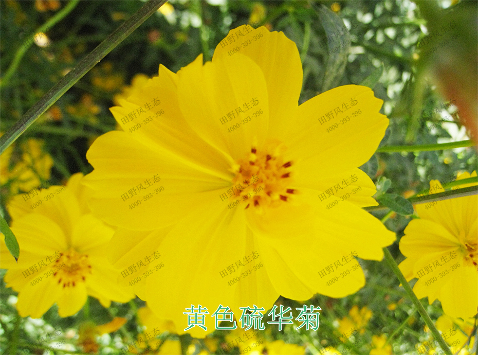 3黃色硫華菊