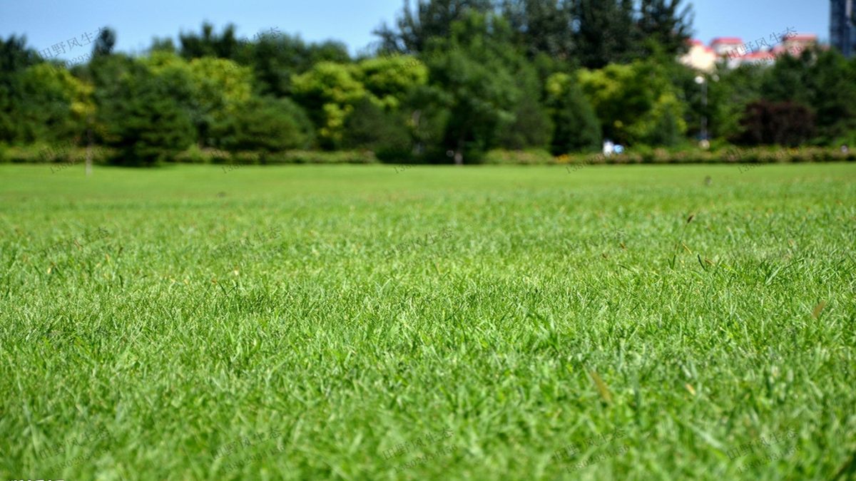 草坪種植如何選擇合適的草坪草種子？