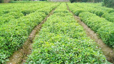 袋苗種植基地