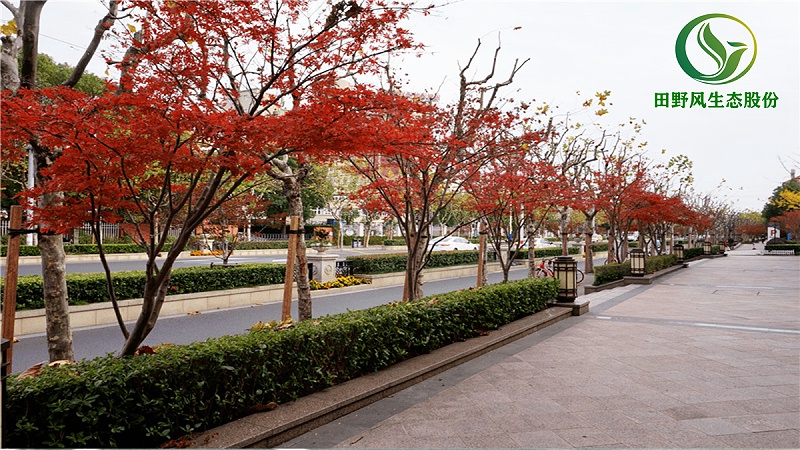 道路綠化,市政綠化