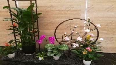 廣州國(guó)際電子大廈綠植出租案例