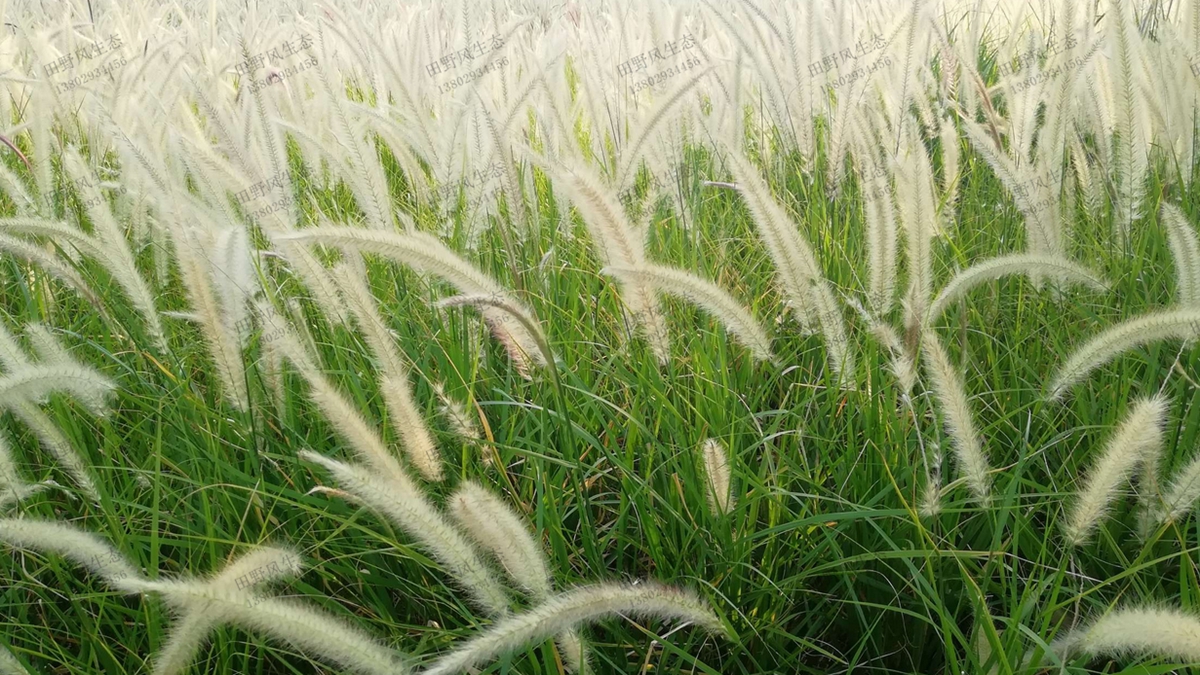 “離離原上草”，狼尾草草種草籽種植技術(shù)詳解