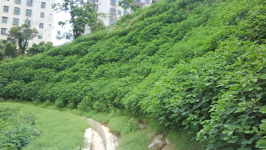 邊坡綠化植草技術(shù)