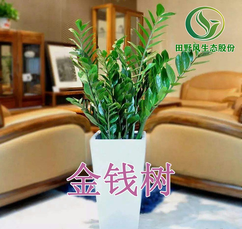 綠植租擺，植物租賃