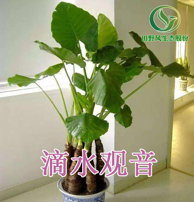 綠植租擺，植物租賃