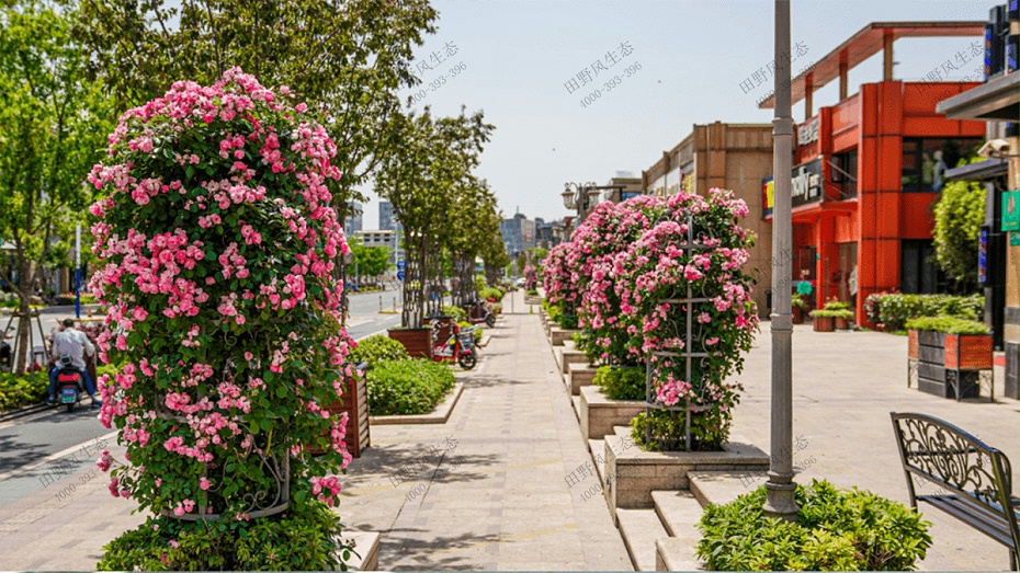 道路綠化養(yǎng)護方案,道路兩側(cè)綠化養(yǎng)護