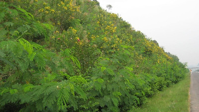 邊坡綠化客土噴播后該如何養(yǎng)護管理？