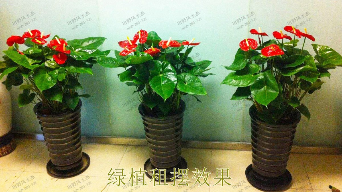 廣州市懷仁堂國醫(yī)植物花卉租擺合作