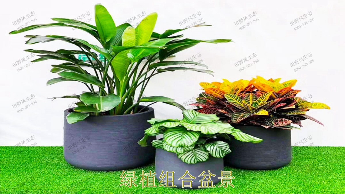 花卉植物租擺,廣東省交通運(yùn)輸建設(shè)工程質(zhì)量檢測(cè)中心