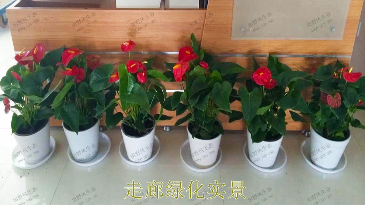 花卉植物租擺,廣東省交通運(yùn)輸建設(shè)工程質(zhì)量檢測(cè)中心