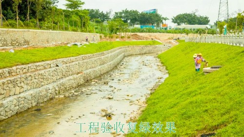 龍勝縣和平河道河堤坡面掛網(wǎng)植草施工