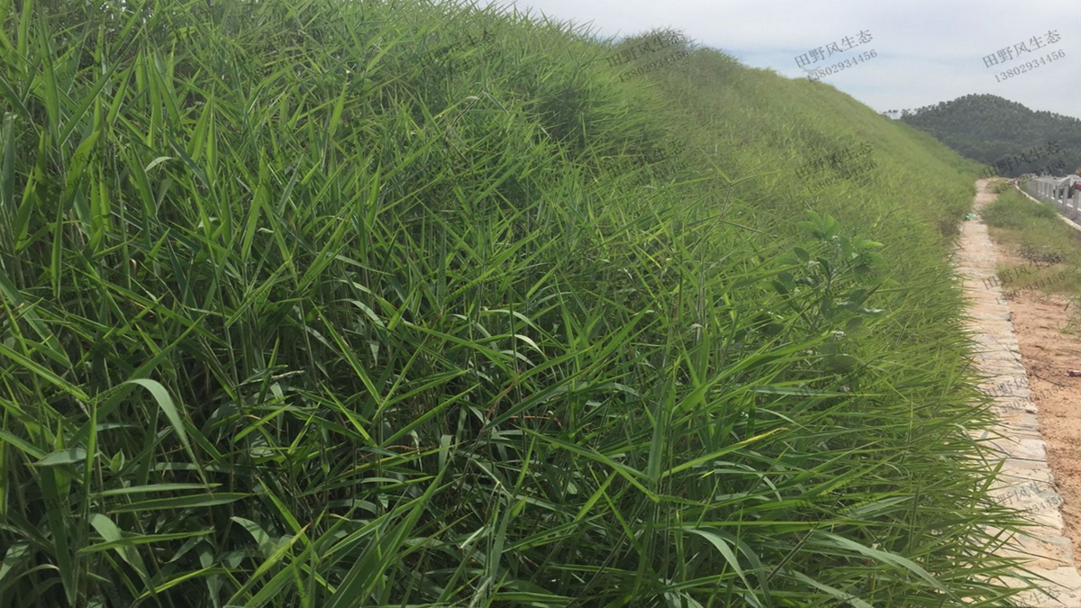 護(hù)坡綠化草種草籽糖蜜草