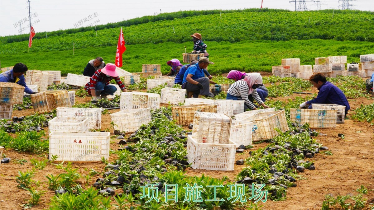 廣西五彩田園休閑農(nóng)業(yè)生態(tài)園