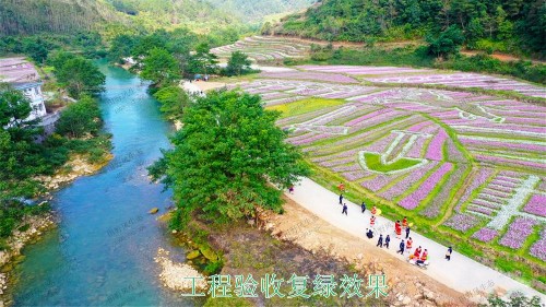 廣西百色市景區(qū)花海種植