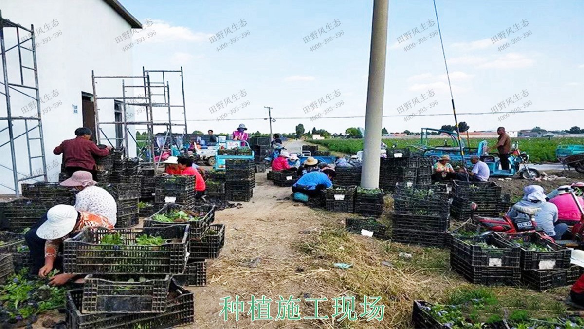 廣西百色市景區(qū)花海種植