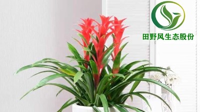 送你一朵小紅花，年前養(yǎng)這些年花”寓意紅紅火火、喜慶吉祥！