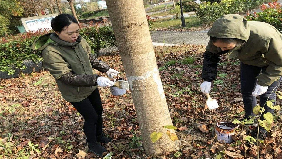 室外植樹除蟲