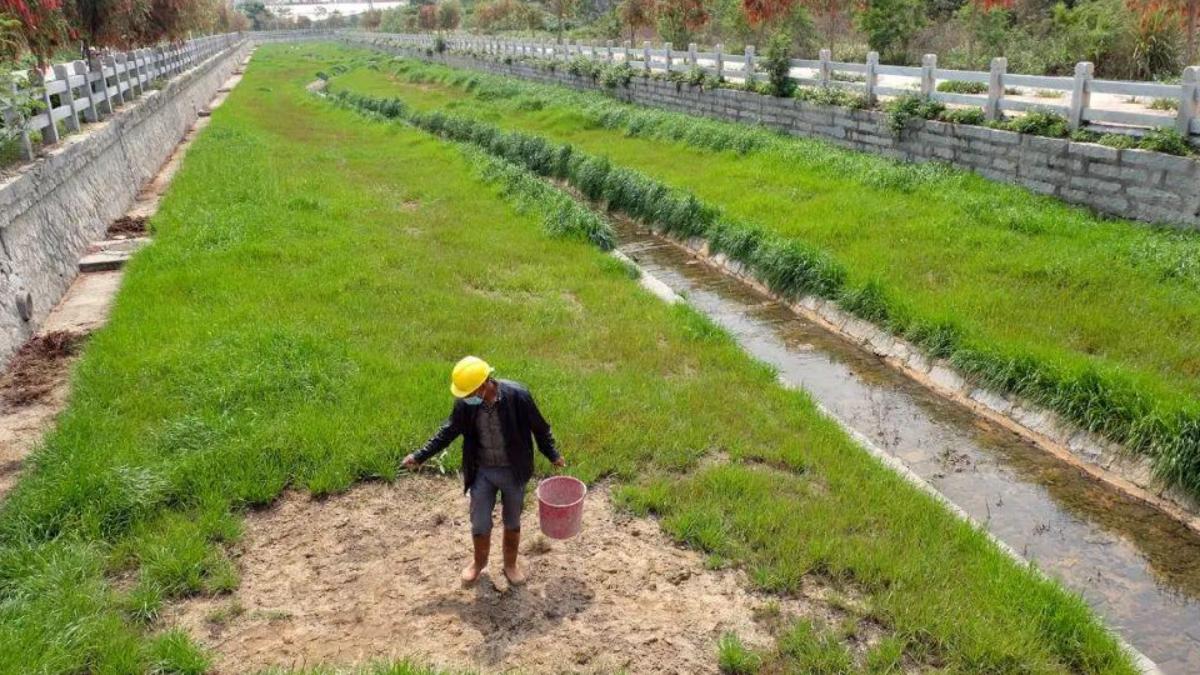 草坪補植