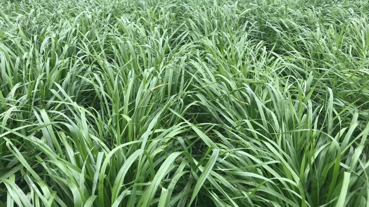 一年生黑麥草種子播種后多久能發(fā)芽？