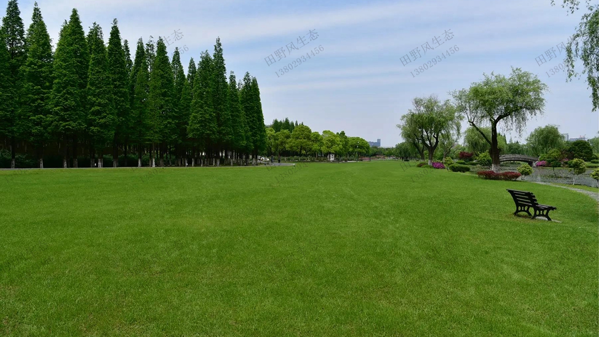 5分鐘帶你了解公園草坪建植與養(yǎng)護(hù)管理（一）