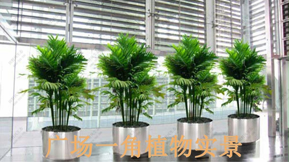 廣州保利國(guó)際廣場(chǎng)植物出租案例