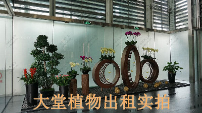 廣州保利國際廣場(chǎng)植物出租案例