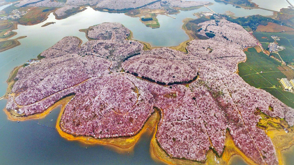 田野風(fēng)大講堂：怎么打造花海景觀？花海景觀設(shè)計(jì)需要注意什么？