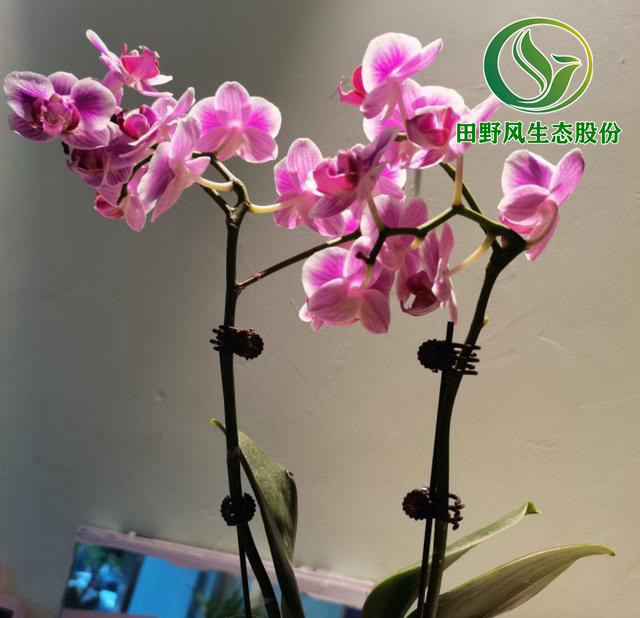 年宵花,購(gòu)買(mǎi)年花