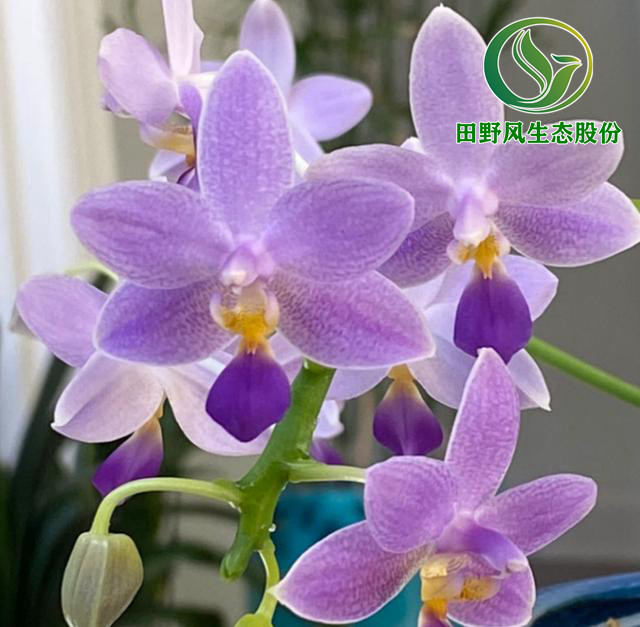 年宵花,購(gòu)買(mǎi)年花