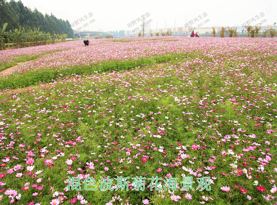 11混色波斯菊花海景觀