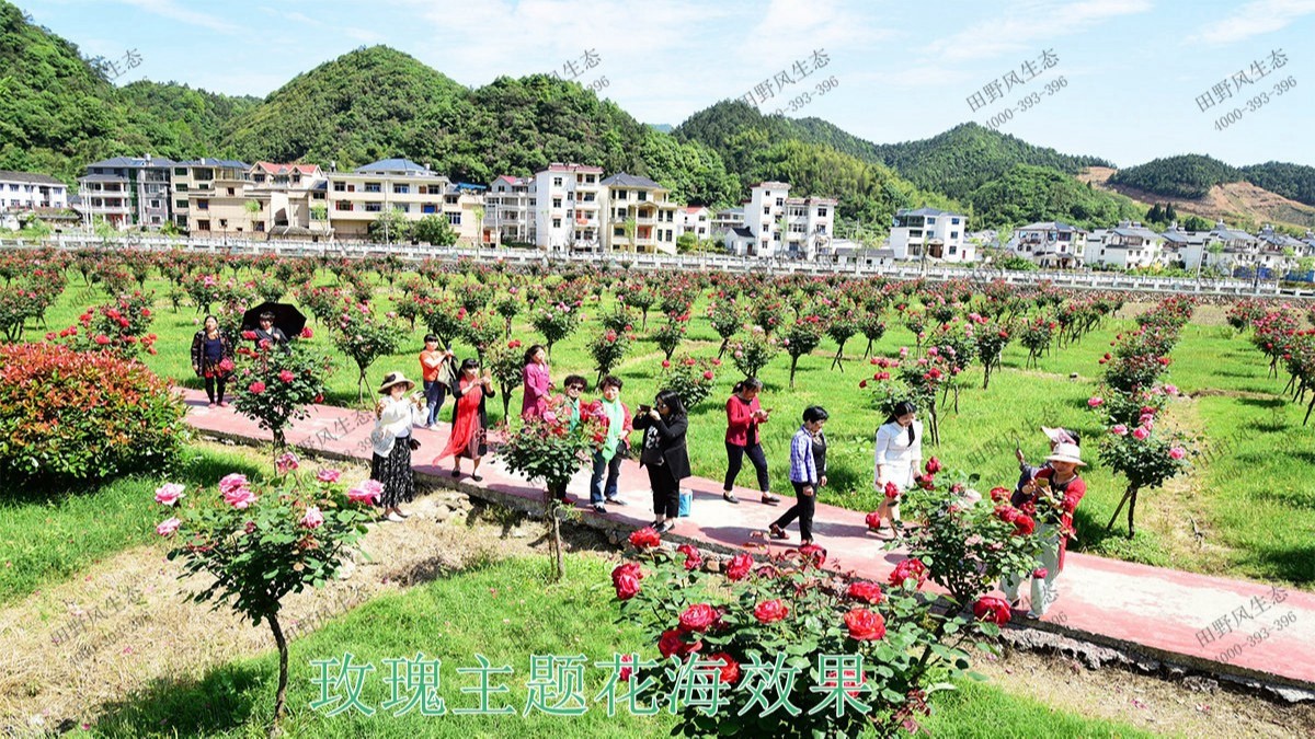 廣州番禺農(nóng)業(yè)大觀園景觀花海