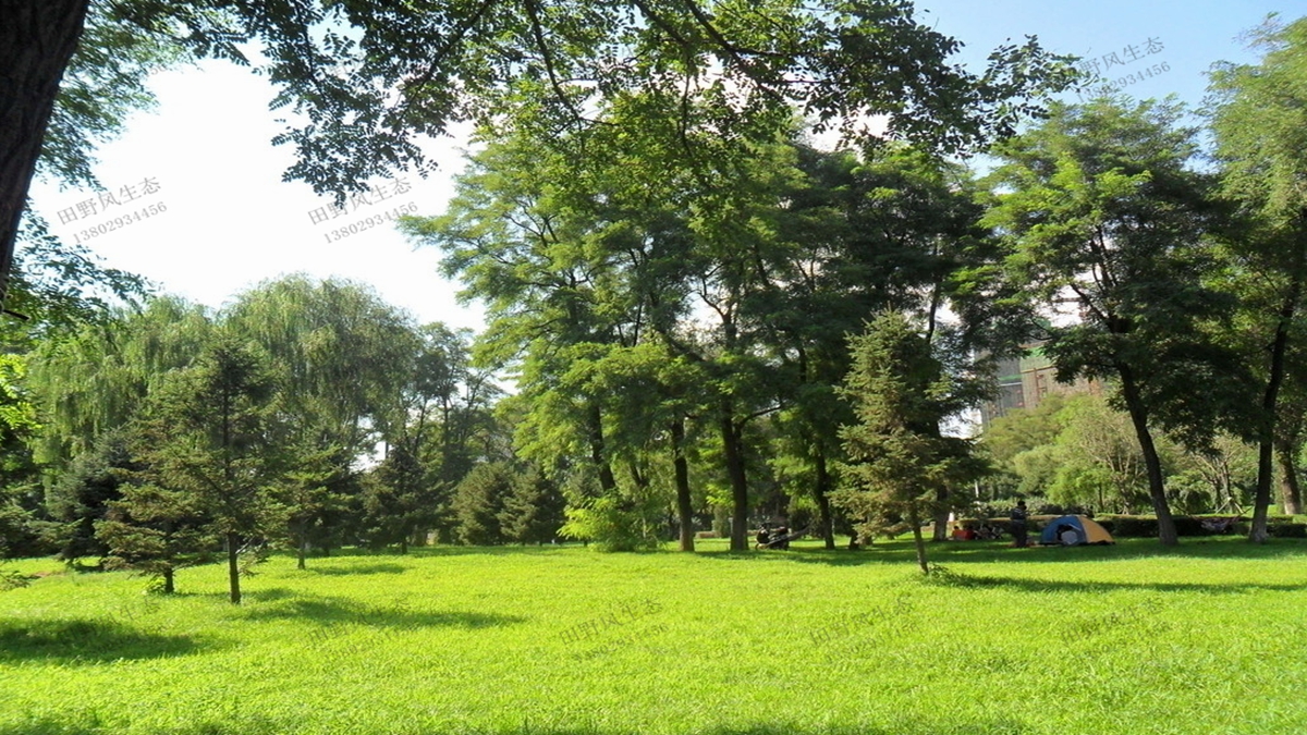 公園草坪綠化草種種植