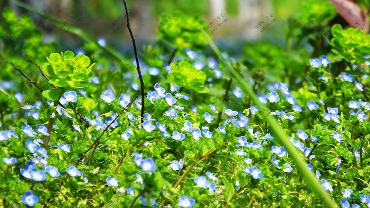 宿根花卉花種,混播花種子