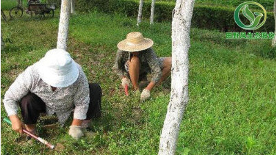 廣州多雨季節(jié)時，如何做好綠化養(yǎng)護(hù)？